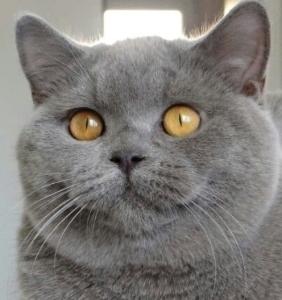 Vente chat british shorthair achat chaton petites annonces eleveur felin