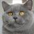 Vente chat british shorthair achat chaton petites annonces eleveur felin