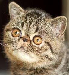 Vente chat exotic shorthair achat chaton exotic shorthair eleveur felin petites annonces entre particuliers