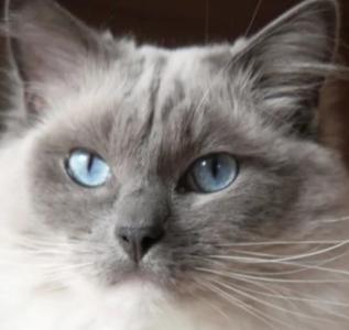 Vente chat ragdoll achat chaton ragdoll petite annonce eleveur felin