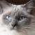 Vente chat ragdoll achat chaton ragdoll petite annonce eleveur felin