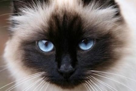 Vente chat sacre de birmanie achat chaton birman petites annonces entre particuliers eleveur felin