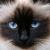 Vente chat sacre de birmanie achat chaton birman petites annonces entre particuliers eleveur felin