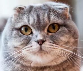 Vente chat scottish fold achat chaton scottish fold eleveur chat scottish fold petites annonces entre particuliers