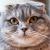 Vente chat scottish fold achat chaton scottish fold eleveur chat scottish fold petites annonces entre particuliers