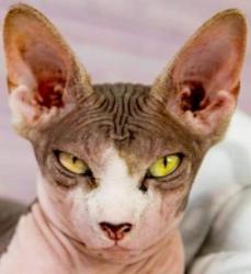 Vente chat sphynx achat chaton sphynx eleveur felin eleveur chat sphynx petites annonces entre particuliers