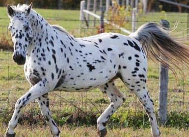 Vente cheval appaloosa achat poulian eleveur equin petites annonces entre particuliers