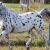 Vente cheval appaloosa achat poulian eleveur equin petites annonces entre particuliers