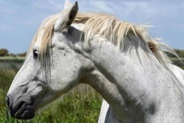 Vente cheval camargue achat poulain camargue jument camargue a vendre eleveur equin petites annonces entre particuliers