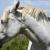 Vente cheval camargue achat poulain camargue jument camargue a vendre eleveur equin petites annonces entre particuliers