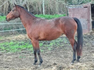 Vente cheval de randonnee petites annonces achat cheval poulain