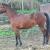 Vente cheval de randonnee petites annonces achat cheval poulain