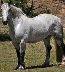 Vente cheval de trait percheron achat poulain percheron jument percheron a vendre eleveur equin eleveur cheval percheron