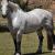 Vente cheval de trait percheron achat poulain percheron jument percheron a vendre eleveur equin eleveur cheval percheron