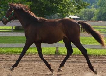 Vente cheval french trotter achat poulain french trotter jument french trotter a vendre eleveur equin