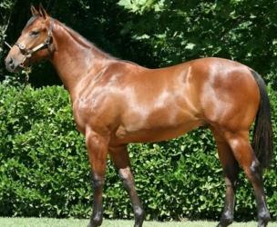 Vente cheval standardbred achat poulain standardbred eleveur equin petites annonces entre particuliers