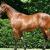 Vente cheval standardbred achat poulain standardbred eleveur equin petites annonces entre particuliers