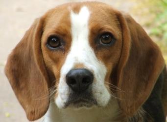 Vente chien beagle achat chiot beagle eleveur canin eleveur chien beagle petites annonces entre particuliers 