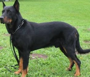 Vente chien beauceron achat chiot beauceron eleveur chien de garde petites annonces entre particuliers