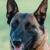 Vente chien berger belge malinois achat chiot eleveur canin petites annonces entre particuliers