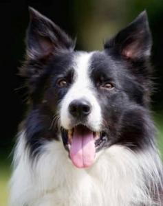 Vente chien border collie achat chiot border collie eleveur canin eleveur chien border collie