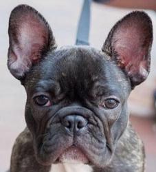 Vente chien bouledogue francais achat chiot bouledogue francais eleveur chien bouledogue francais