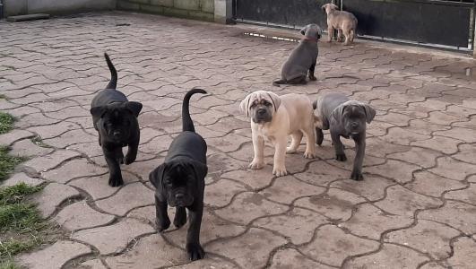 Vente chien cane corso petites annonces achat chiot eleveur canin 1