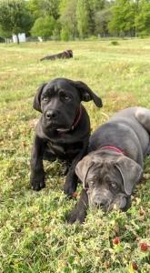 Vente chien cane corso petites annonces achat chiot eleveur canin france