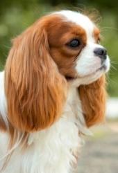 Vente chien cavalier king charles achat chiot cavalier king charles eleveur felin chatterie petites annonces entre particuliers