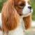 Vente chien cavalier king charles achat chiot cavalier king charles eleveur felin chatterie petites annonces entre particuliers