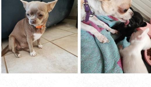 Vente chien chihuahua achat chiot chihuahua eleveur canin petites annonces entre particuliers