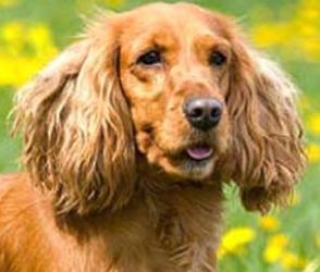 Vente chien cocker spaniel anglais achat chiot cocker spaniel anglais eleveur canin petites annonces entre particuliers