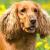 Vente chien cocker spaniel anglais achat chiot cocker spaniel anglais eleveur canin petites annonces entre particuliers