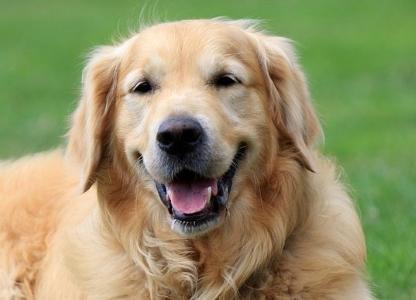 Vente chien golden retriever petites annonces achat chiot eleveur canin