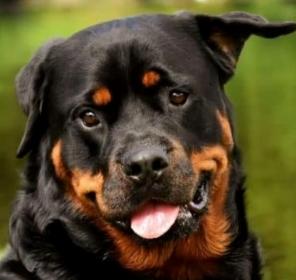 Vente chien rottweiler achat chiot rottweiler eleveur canin petites annonces entre particuliers