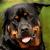 Vente chien rottweiler achat chiot rottweiler eleveur canin petites annonces entre particuliers