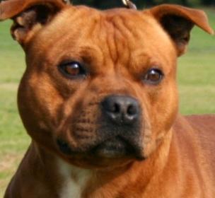 Vente chien staffordshire bull terrier achat chiot staffordshire bull terrier eleveur canin petites annonces entre particuliers