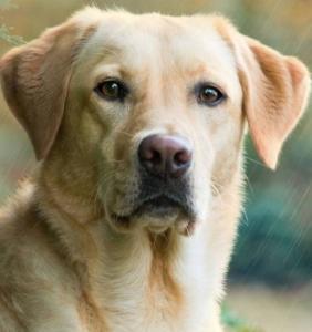 Vente labrador retriever achat chiot petites annonces entre particuliers eleveur canin